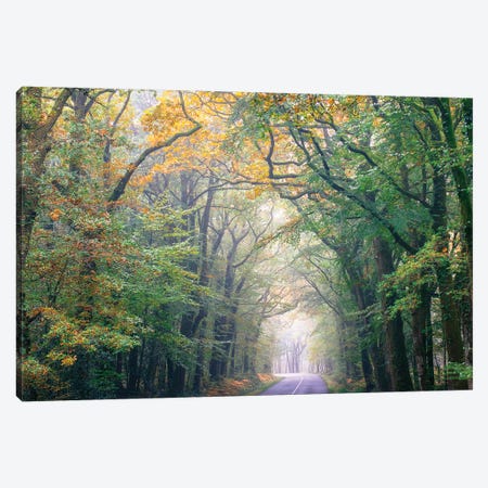 Crossing The Forest Canvas Print #PHM43} by Philippe Manguin Canvas Art Print