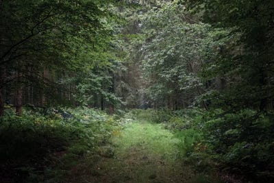 Deep Forest by Philippe Manguin canvas print