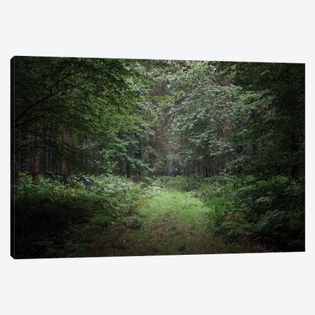 Deep Forest Canvas Print #PHM44} by Philippe Manguin Canvas Art