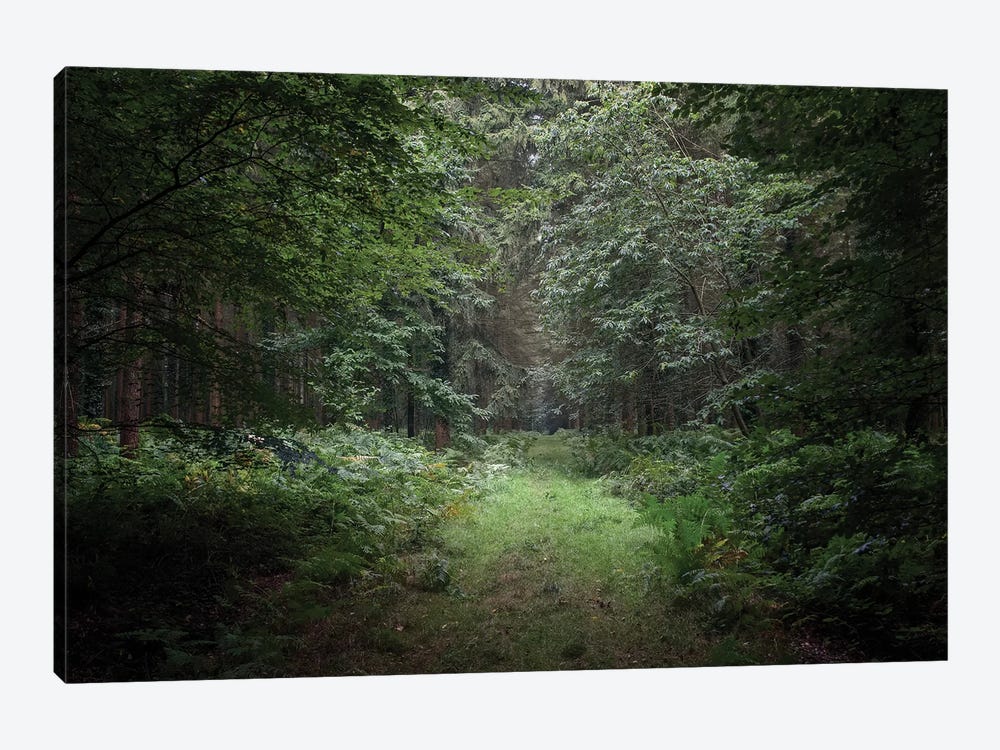Deep Forest by Philippe Manguin 1-piece Canvas Wall Art