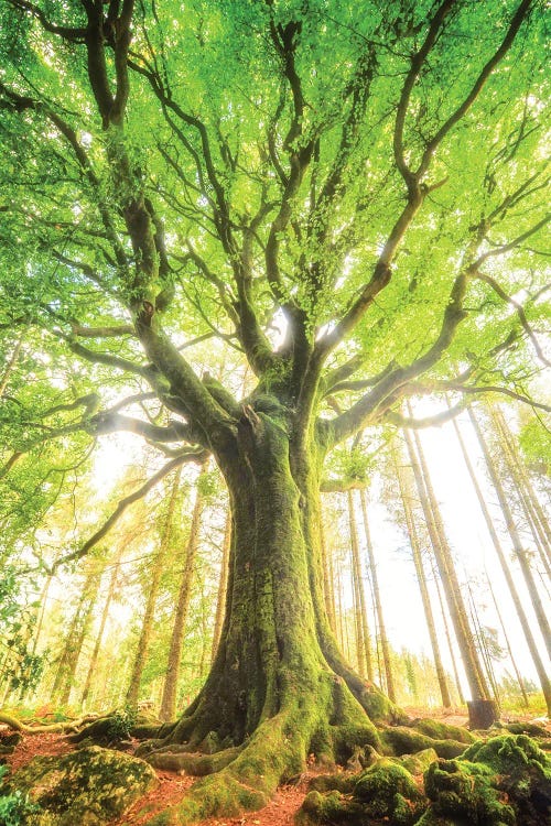 The Big Tree by Philippe Manguin wall art