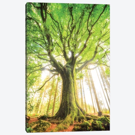 The Big Tree Canvas Print #PHM454} by Philippe Manguin Canvas Wall Art