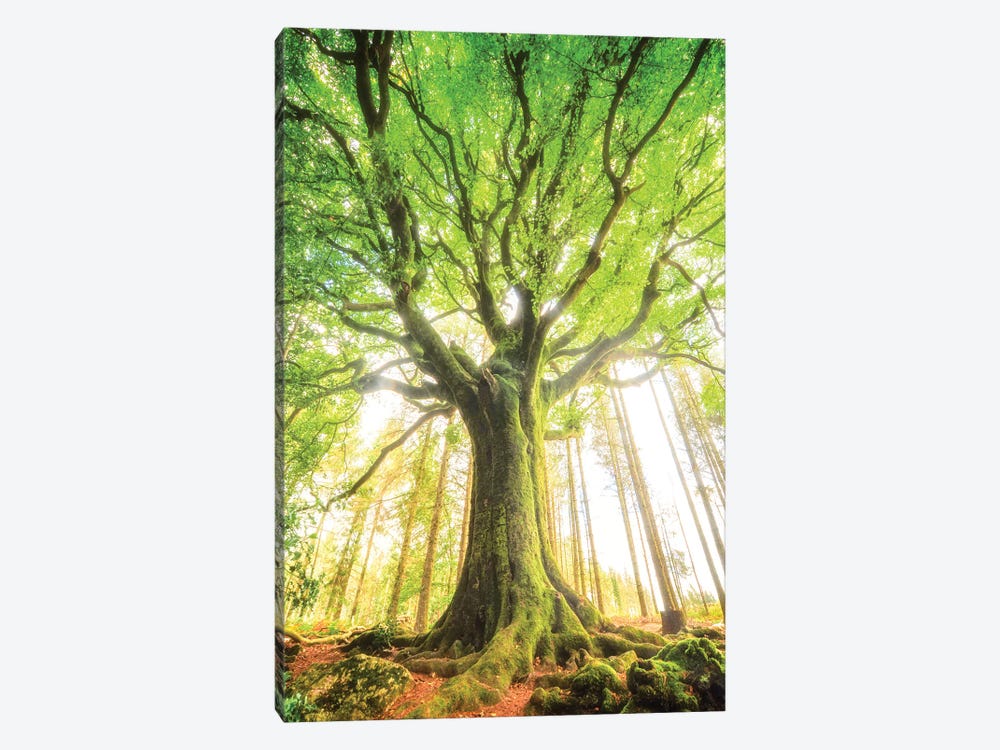 The Big Tree by Philippe Manguin 1-piece Canvas Print