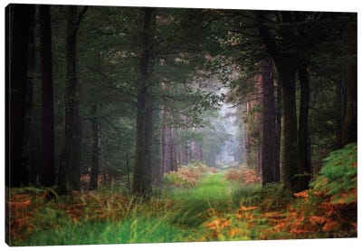 Entering The Forest Canvas Art Print - Philippe Manguin
