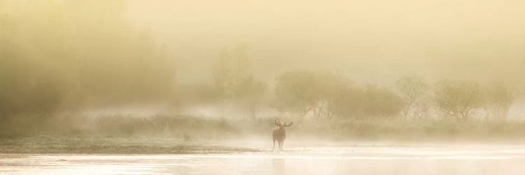 Deer In The Myst by Philippe Manguin wall art