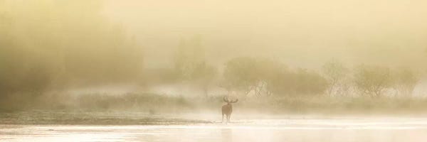 Deer In The Myst