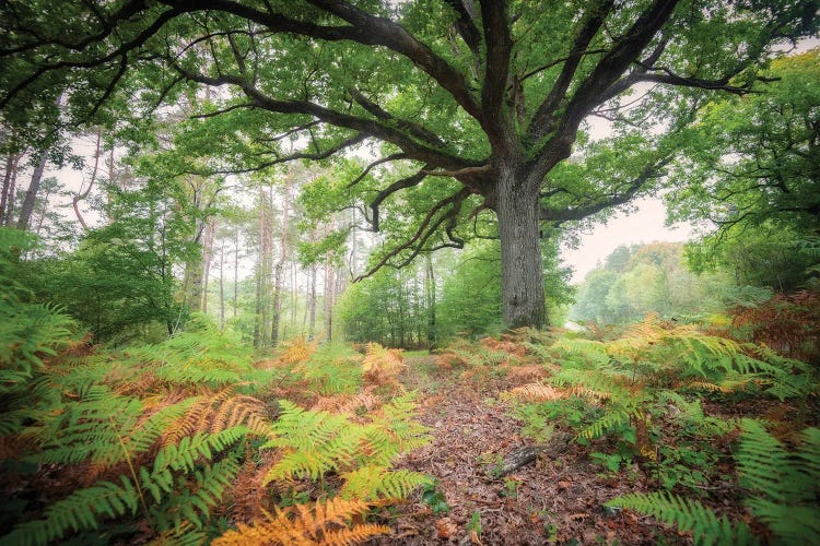 The Protector Oak Tree by Philippe Manguin wall art