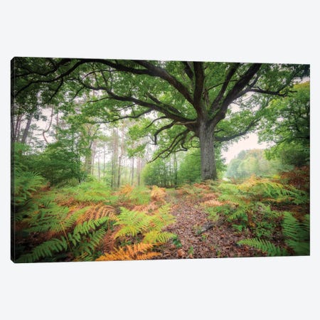 The Protector Oak Tree Canvas Print #PHM462} by Philippe Manguin Canvas Artwork