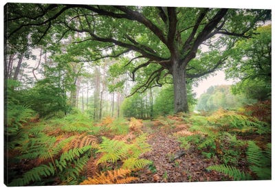 The Protector Oak Tree Canvas Art Print - Philippe Manguin