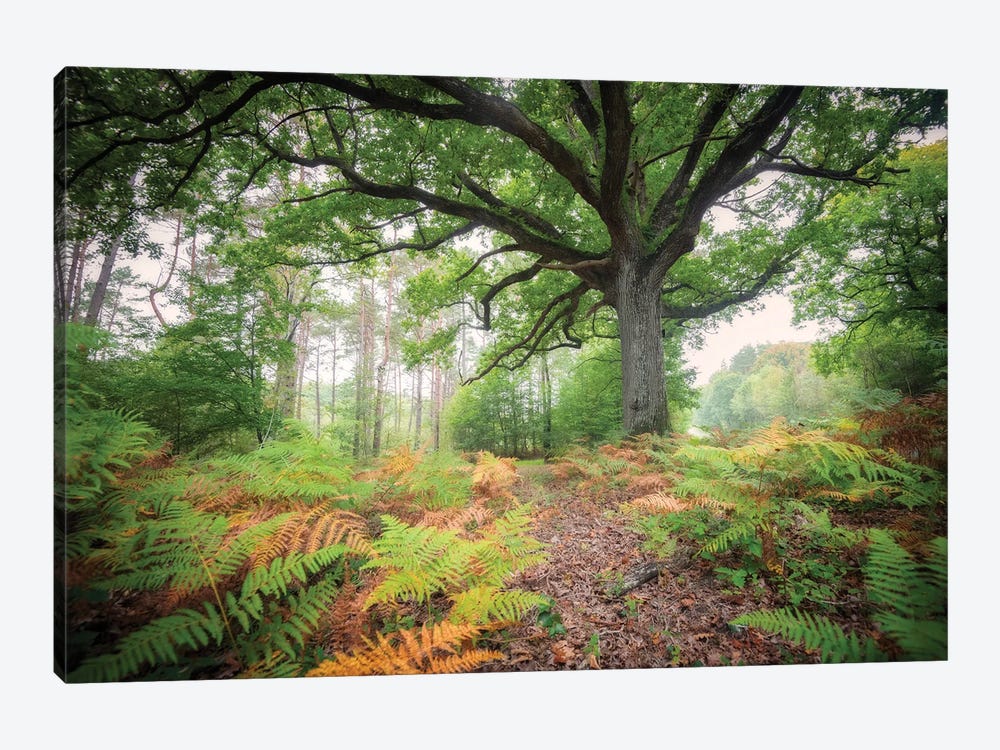 The Protector Oak Tree by Philippe Manguin 1-piece Canvas Artwork