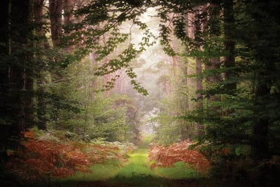 After The Rain by Philippe Manguin canvas print