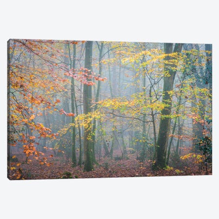 October Forest Mood Canvas Print #PHM468} by Philippe Manguin Canvas Wall Art