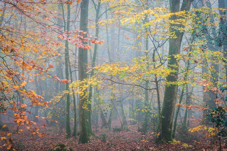 October Forest Mood