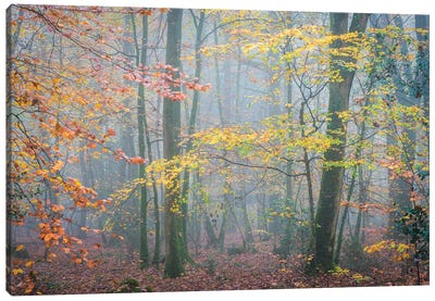 October Forest Mood Canvas Art Print - Philippe Manguin