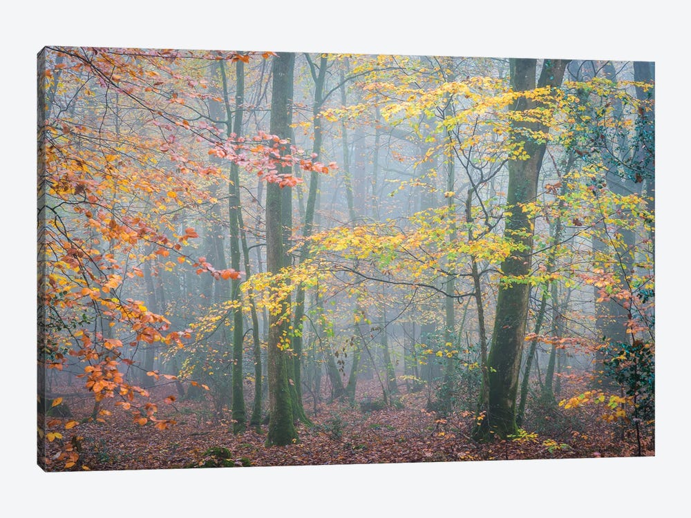 October Forest Mood by Philippe Manguin 1-piece Canvas Wall Art