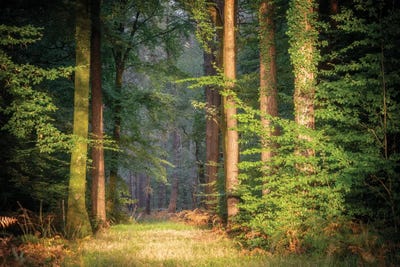 Sweet End Day In The Forest by Philippe Manguin canvas print