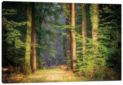 Sweet End Day In The Forest Canvas Art Print - Philippe Manguin