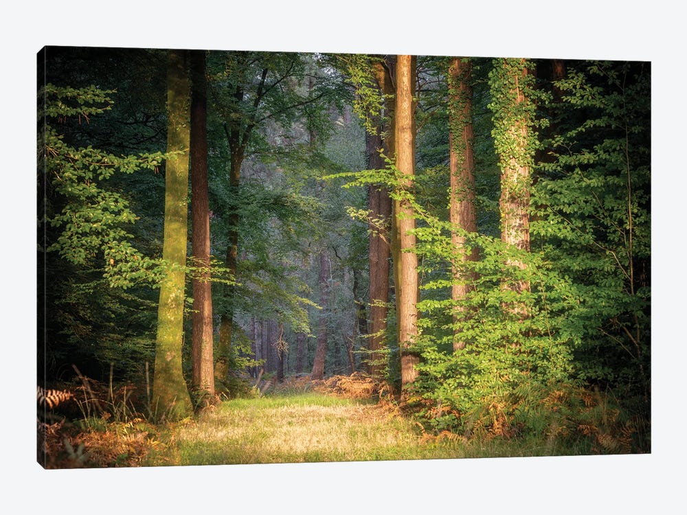 Sweet End Day In The Forest by Philippe Manguin 1-piece Art Print