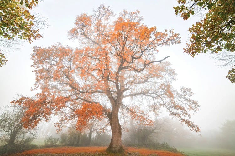 The Red Oak by Philippe Manguin wall art