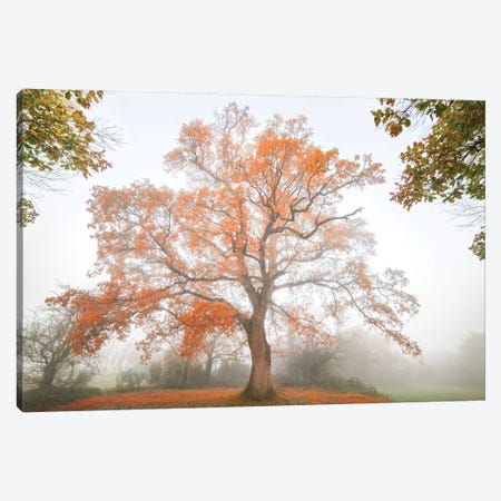 The Red Oak Canvas Print #PHM475} by Philippe Manguin Canvas Art
