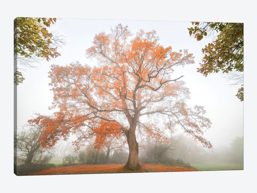 The Red Oak by Philippe Manguin 1-piece Canvas Artwork