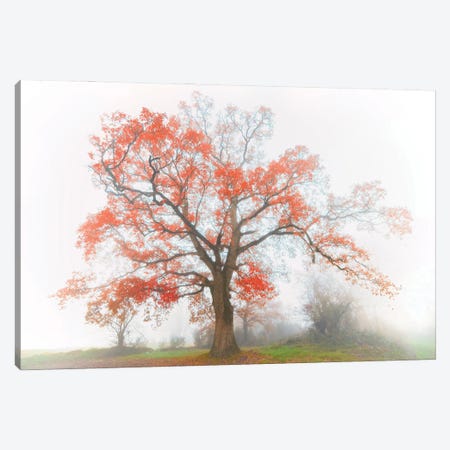 The Red Oak In The Myst Canvas Print #PHM476} by Philippe Manguin Canvas Artwork