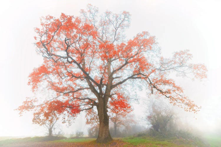 The Red Oak In The Myst by Philippe Manguin wall art