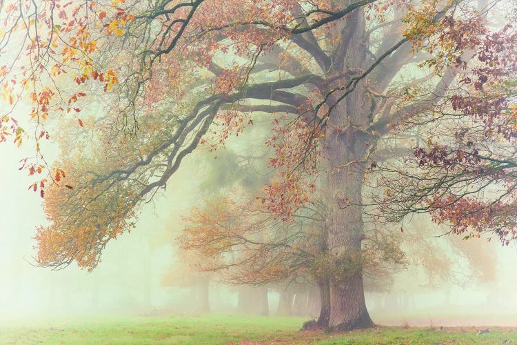 The Lonely Oak by Philippe Manguin wall art