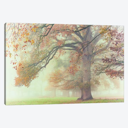 The Lonely Oak Canvas Print #PHM477} by Philippe Manguin Canvas Wall Art