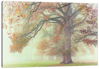 The Lonely Oak Canvas Art Print - Oak Tree Art