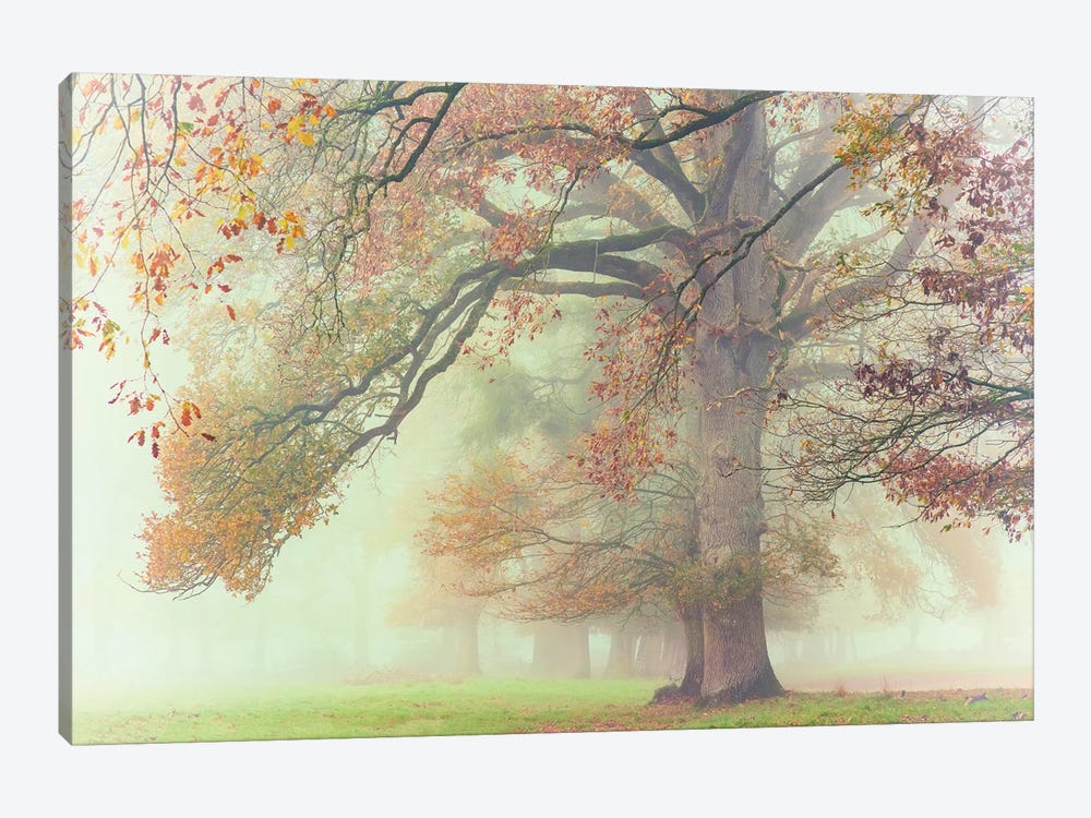The Lonely Oak by Philippe Manguin 1-piece Canvas Wall Art