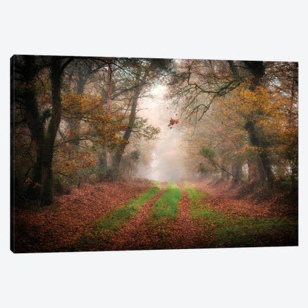 Foggy Forest Canvas Print #PHM479} by Philippe Manguin Art Print