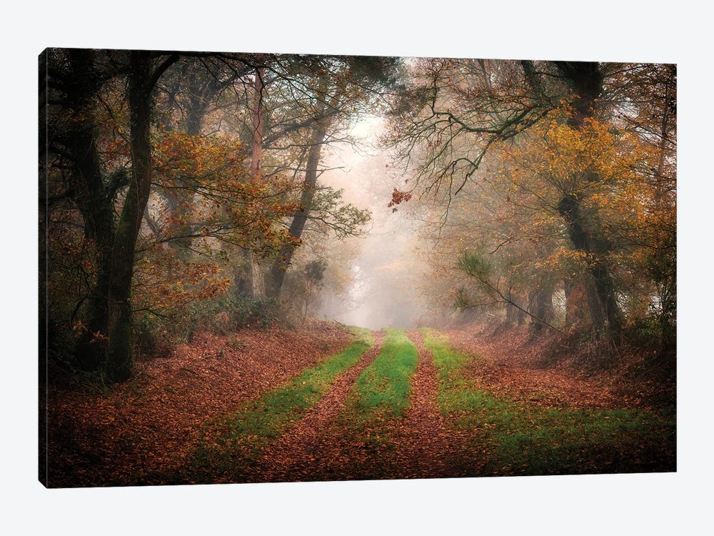 Foggy Forest by Philippe Manguin 1-piece Canvas Artwork