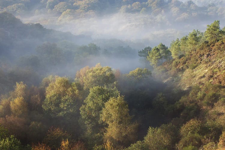 Foggy Forest Landscape