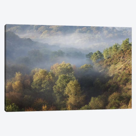 Foggy Forest Landscape Canvas Print #PHM492} by Philippe Manguin Canvas Print