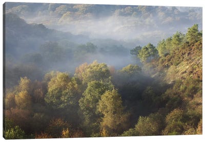 Foggy Forest Landscape Canvas Art Print - Philippe Manguin
