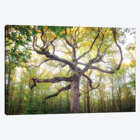 Royal Oak Tree At Fall Canvas Print #PHM522} by Philippe Manguin Canvas Art Print