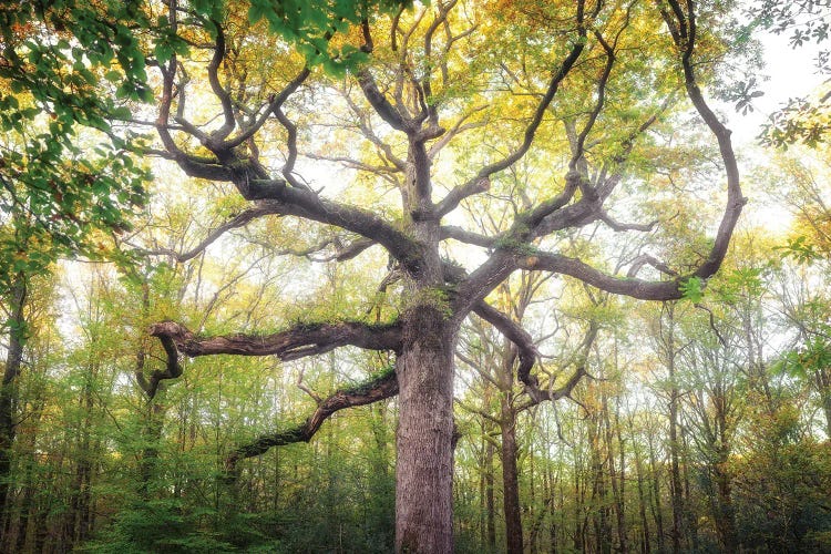 Royal Oak Tree At Fall