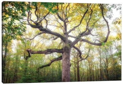 Royal Oak Tree At Fall Canvas Art Print - Philippe Manguin