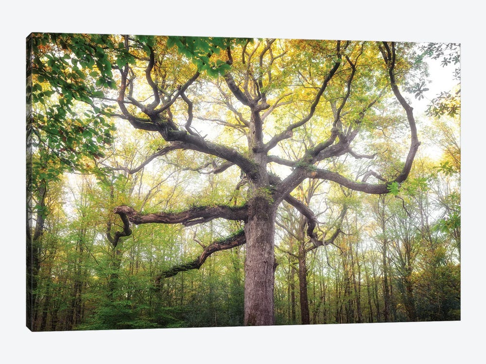 Royal Oak Tree At Fall by Philippe Manguin 1-piece Canvas Print
