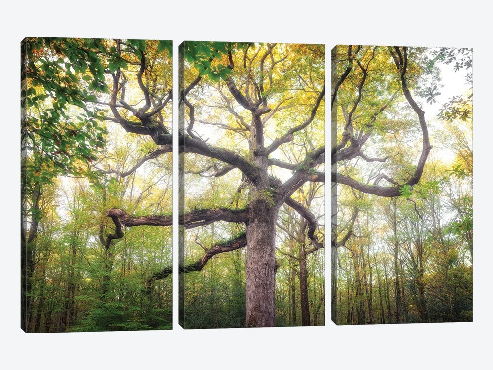 Royal Oak Tree At Fall by Philippe Manguin 3-piece Canvas Art Print
