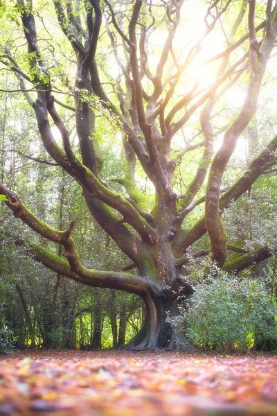 The Big Lighting Beech Tree by Philippe Manguin canvas print