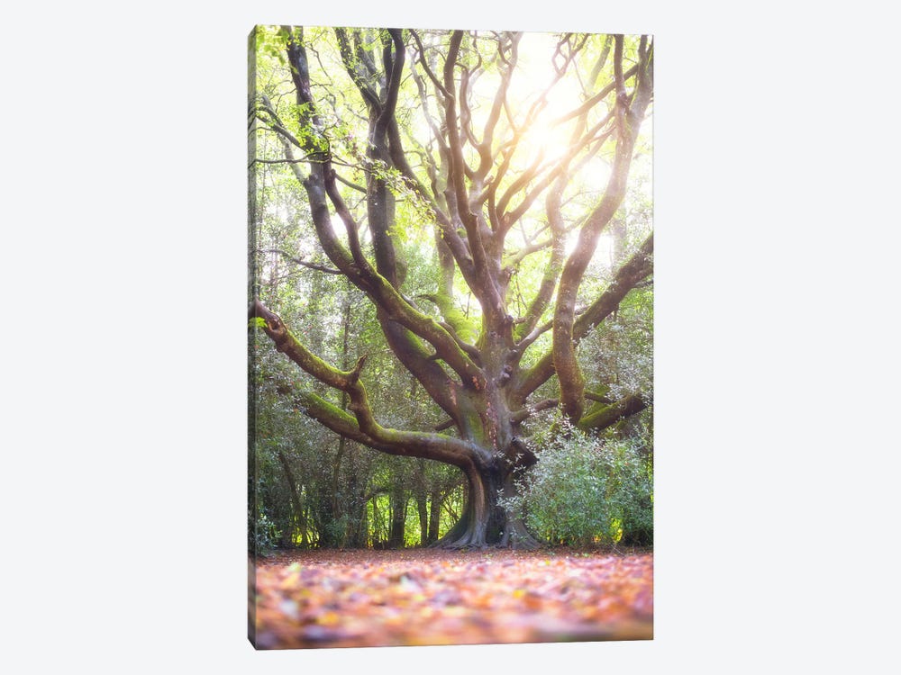 The Big Lighting Beech Tree by Philippe Manguin 1-piece Canvas Artwork