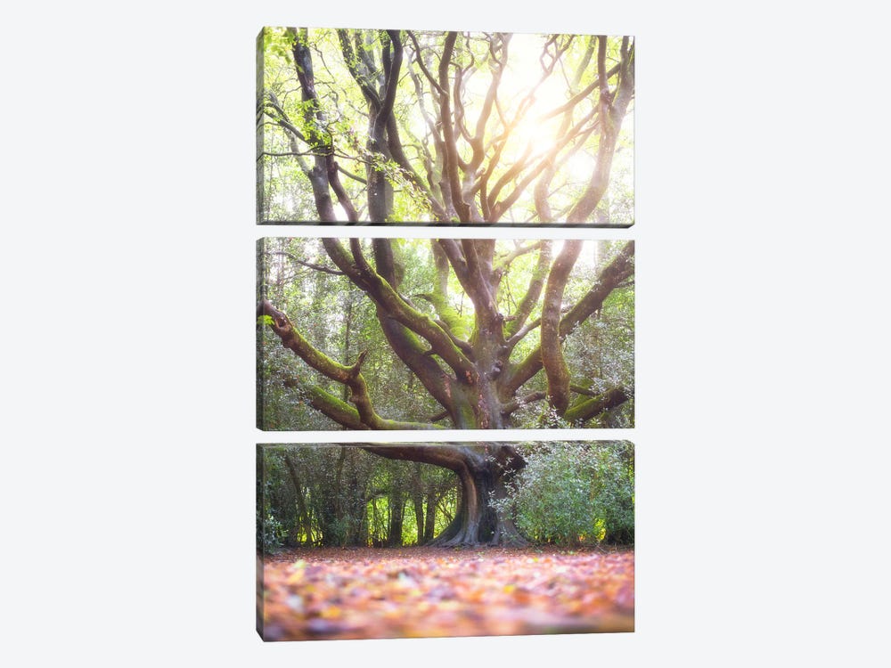 The Big Lighting Beech Tree by Philippe Manguin 3-piece Canvas Wall Art