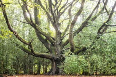 Big Tree by Philippe Manguin canvas print