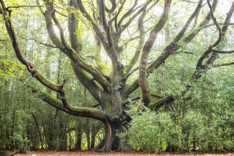 Big Tree