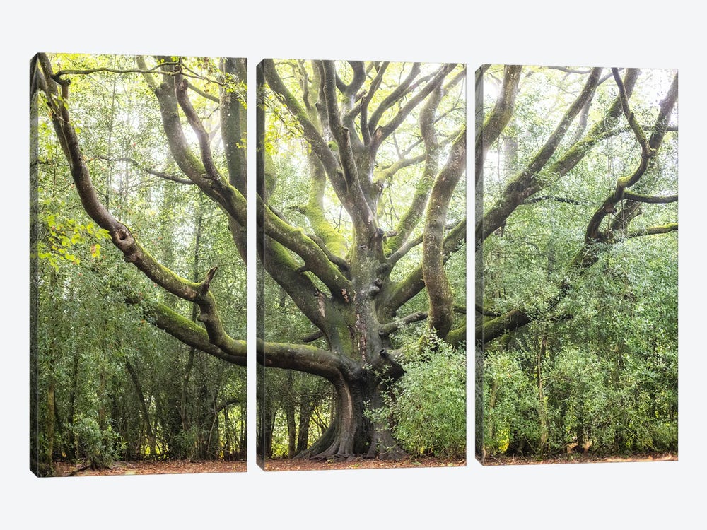 Big Tree by Philippe Manguin 3-piece Canvas Print