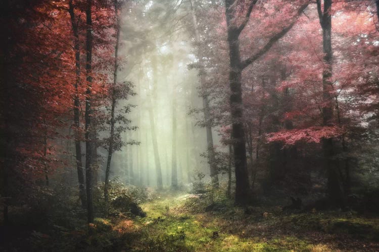 Dream Forest by Philippe Manguin wall art