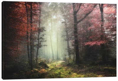 Dream Forest Canvas Art Print - Philippe Manguin