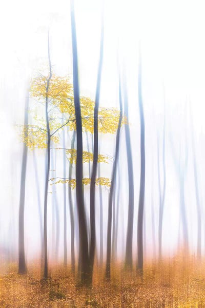 Philippe Manguin: Evaporation Saisonniere by Philippe Manguin